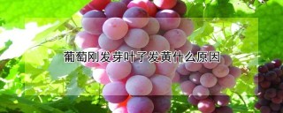 葡萄刚发芽叶子发黄什么原因,第1图