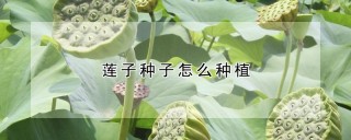 莲子种子怎么种植,第1图