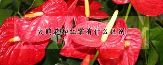 火鹤花和红掌有什么区别,第1图