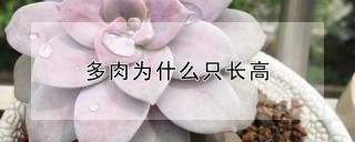 多肉为什么只长高,第1图