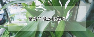 富贵竹能放卧室吗,第1图