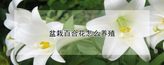 盆栽百合花怎么养殖,第1图