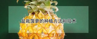 盆栽菠萝的种植方法和技术,第1图