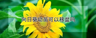 向日葵幼苗可以移盆吗,第1图