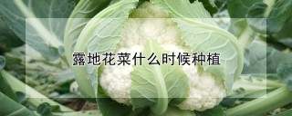 露地花菜什么时候种植,第1图