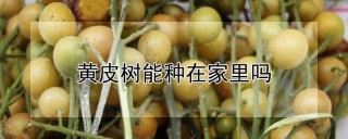 黄皮树能种在家里吗,第1图