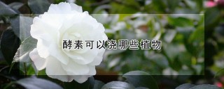 酵素可以浇哪些植物,第1图