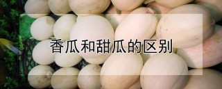 香瓜和甜瓜的区别,第1图