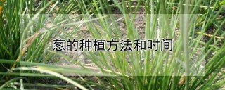 葱的种植方法和时间,第1图