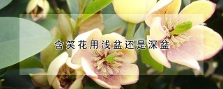 含笑花用浅盆还是深盆,第1图