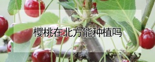 樱桃在北方能种植吗,第1图