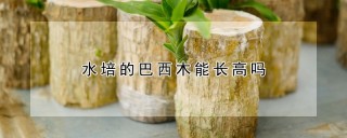 水培的巴西木能长高吗,第1图