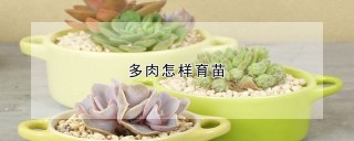 多肉怎样育苗,第1图