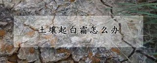 土壤起白霜怎么办,第1图