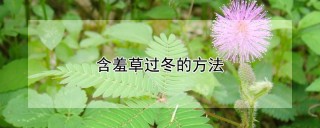 含羞草过冬的方法,第1图