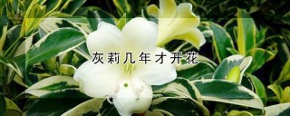 灰莉几年才开花,第1图