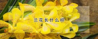 兰花长什么样,第1图