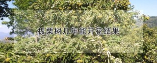 板栗树几年能开花结果,第1图