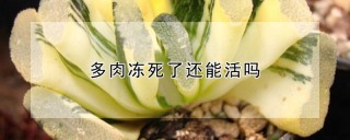 多肉冻死了还能活吗,第1图