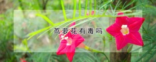 茑萝花有毒吗,第1图