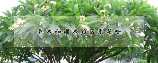 乔木和灌木的区别是啥,第1图