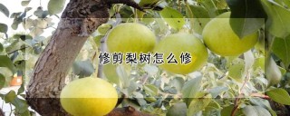 修剪梨树怎么修,第1图