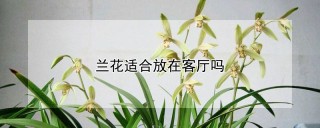 兰花适合放在客厅吗,第1图