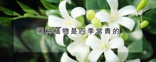 哪种植物是四季常青的,第1图