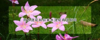 雨水浇花和自来水浇花有区别吗,第1图