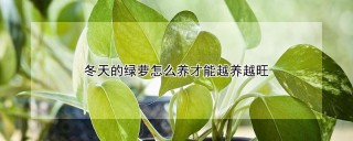 冬天的绿萝怎么养才能越养越旺,第1图