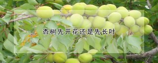 杏树先开花还是先长叶,第1图