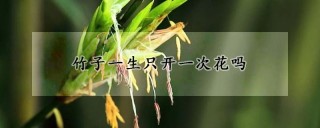 竹子一生只开一次花吗,第1图