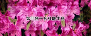 如何使干枝杜鹃生根,第1图