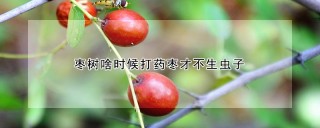 枣树啥时候打药枣才不生虫子,第1图