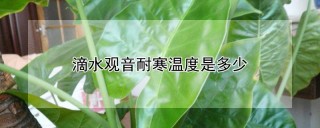 滴水观音耐寒温度是多少,第1图