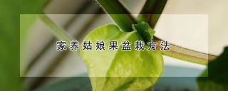 家养姑娘果盆栽方法,第1图