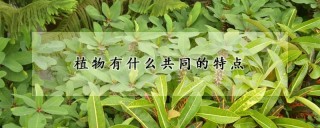 植物有什么共同的特点,第1图