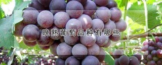 晚熟葡萄品种有哪些,第1图