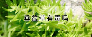 垂盆草有毒吗,第1图