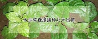 木耳菜直接播种几天出苗,第1图