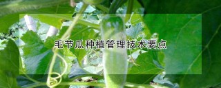 毛节瓜种植管理技术要点,第1图