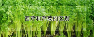 西芹和芹菜的区别,第1图