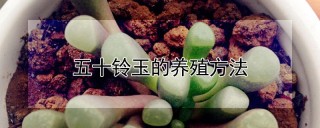 五十铃玉的养殖方法,第1图