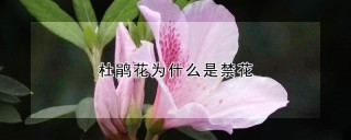 杜鹃花为什么是禁花,第1图