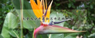 天堂鸟分开花和不开花两种吗,第1图