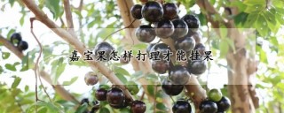 嘉宝果怎样打理才能挂果,第1图