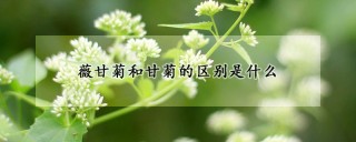 薇甘菊和甘菊的区别是什么,第1图