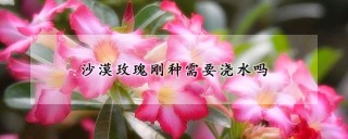 沙漠玫瑰刚种需要浇水吗,第1图