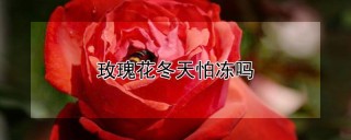 玫瑰花冬天怕冻吗,第1图