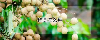 桂圆怎么种,第1图